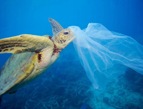 Medplastic, time to take action